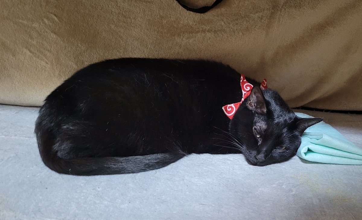 ぱっく tweet media