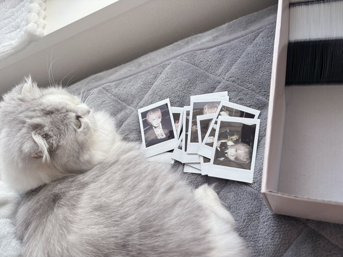 🐈‍⬛♥︎ᶻ tweet media