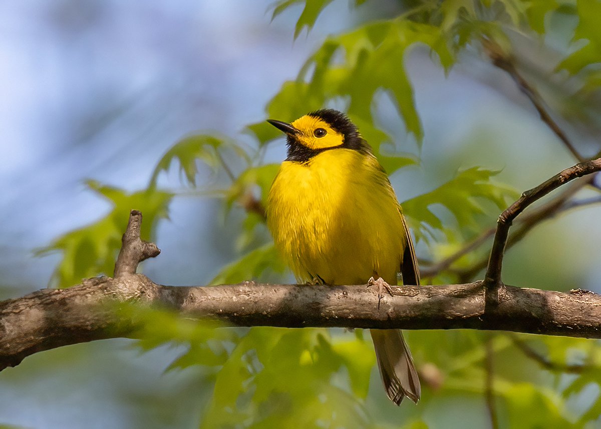VenusNabs's tweet image. This handsome Hooded Warbler perched high up most times yesterday just north of the Central Park Pool yesterday. Fortunate to get a good look and a quick photo. #birdcpp #birds #nature #wildlife #birdsoftwitter #CanonPhotography.