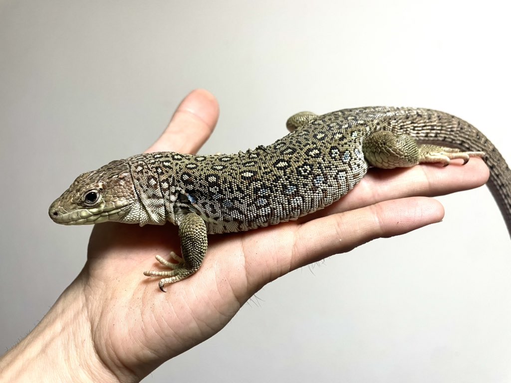 ニゴイスト tweet media