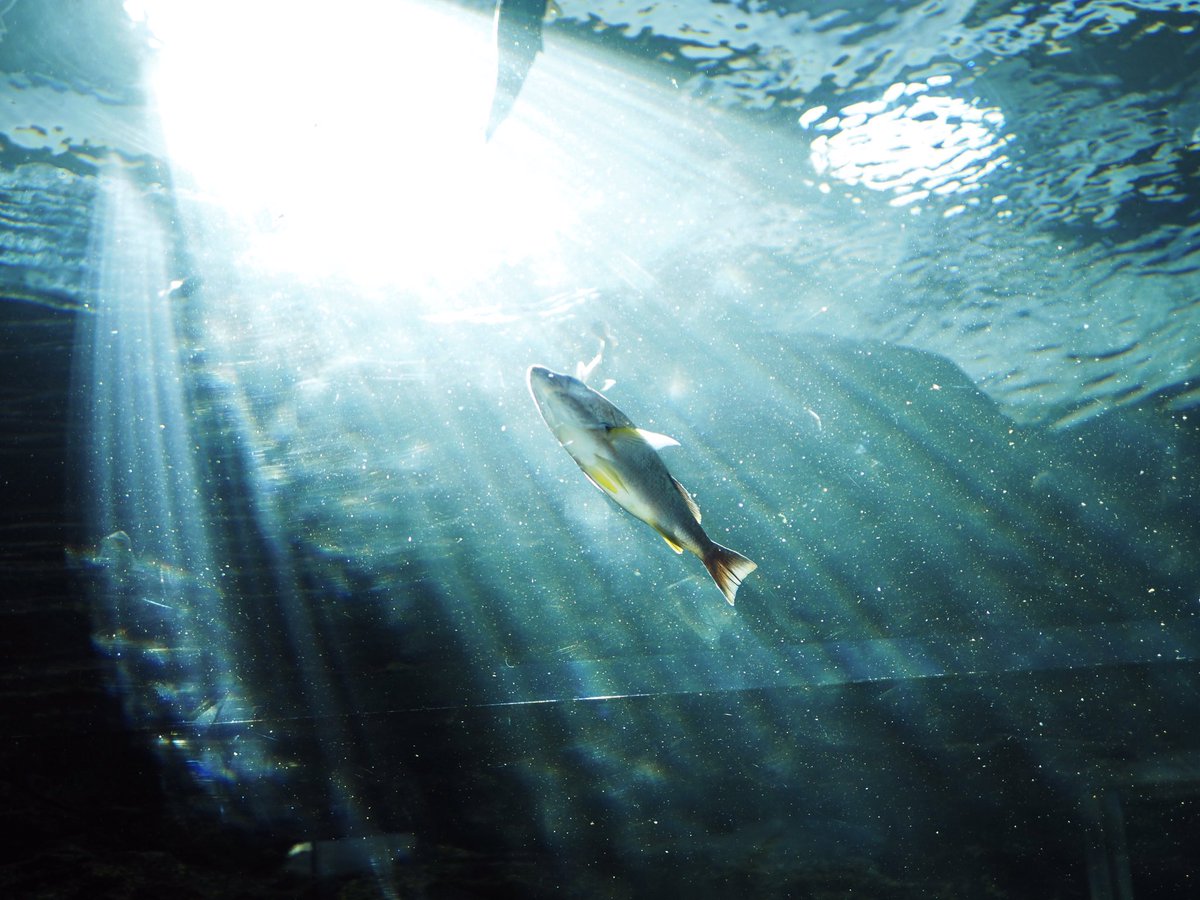 上越市立水族博物館 うみがたり tweet media