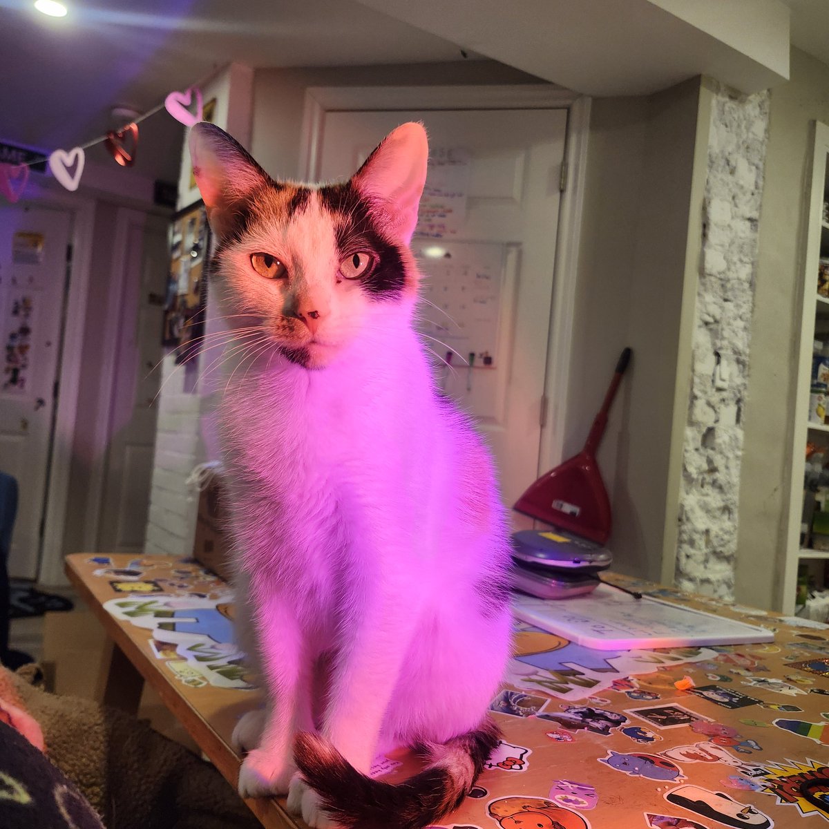 In my brine tweet media