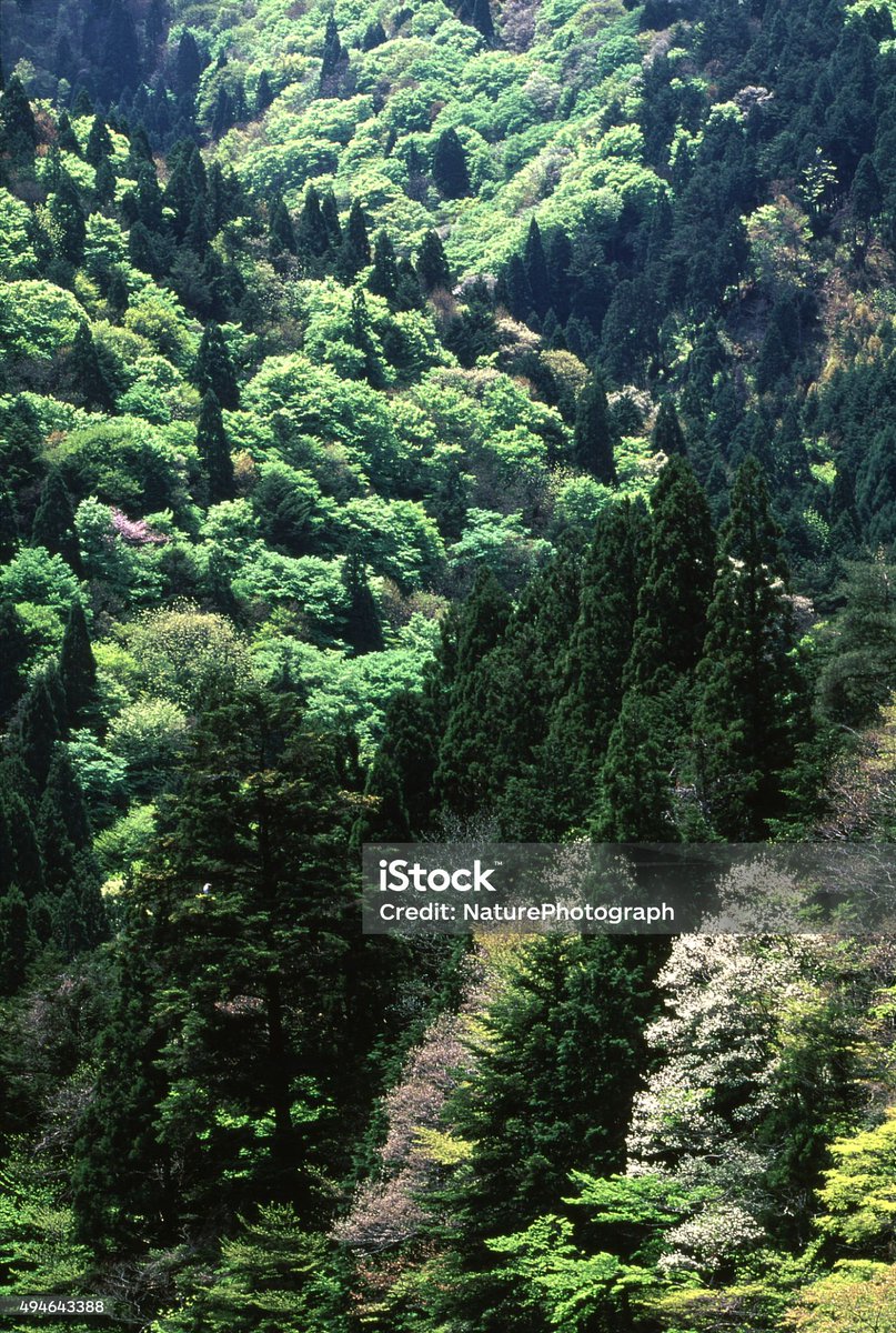 velvia100's tweet image. Spring mountain and fresh green
Kyoto prefecture Kyoto city
istockphoto.com/jp/%E3%82%B9%E…
#nature #landscape #Japan