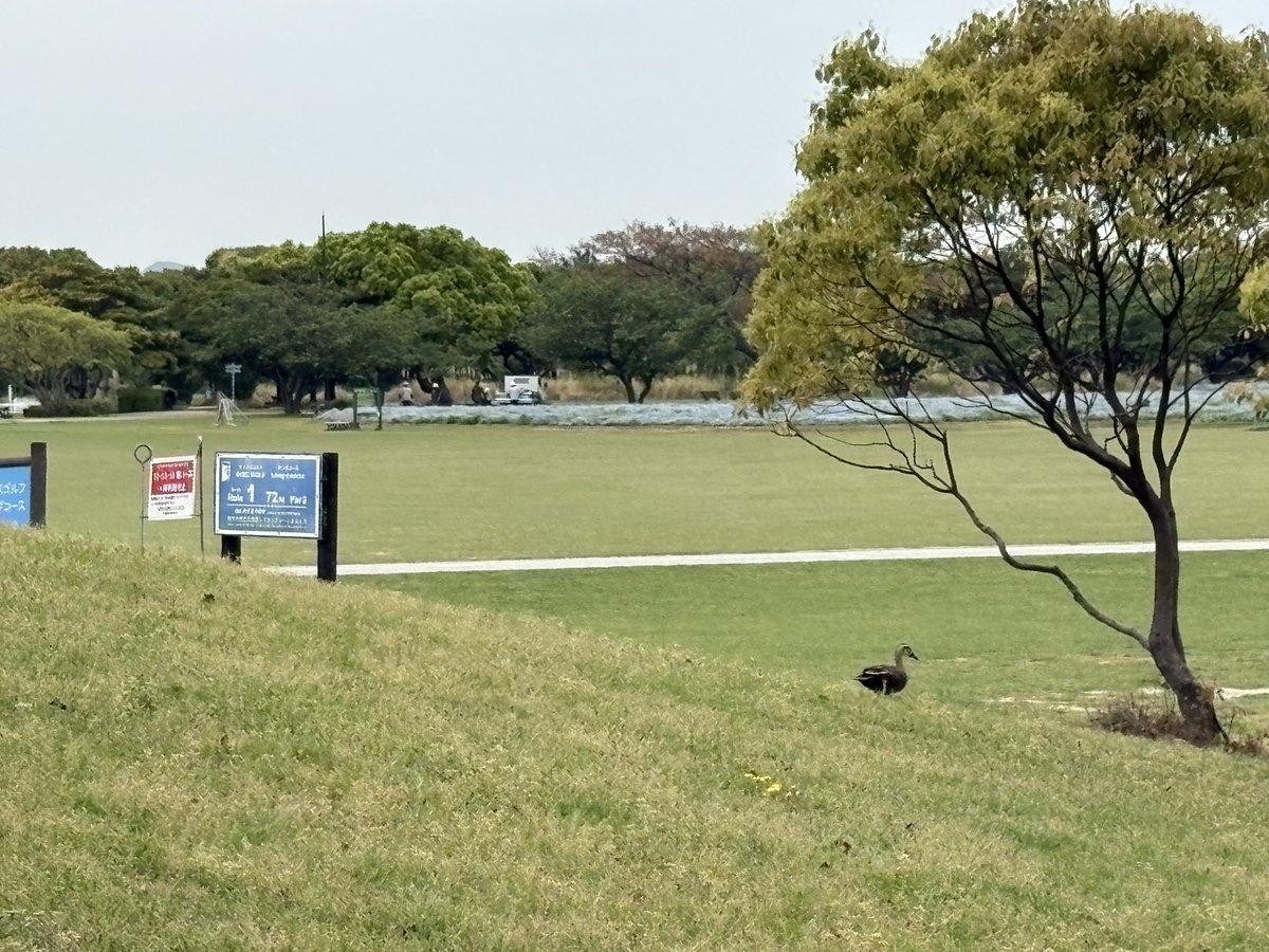 1番ホールに先客がいた😳