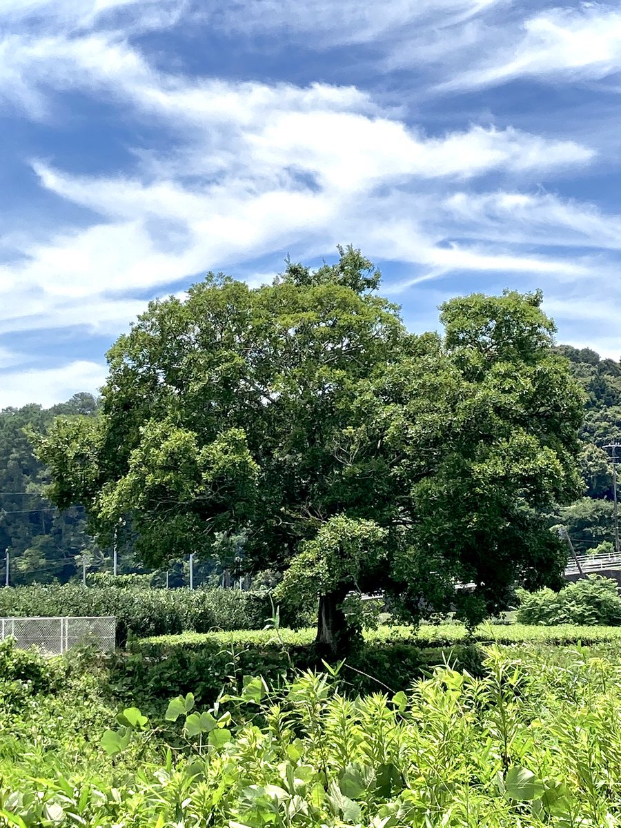 hoshyo0623's tweet photo. 鯉のぼりのお菓子もらった。並べるといいね。5月5日子供の日は両国の主任です。
明日の梅屋敷寄席も併せてどうぞ。 https://t.co/aYd2m57zzP