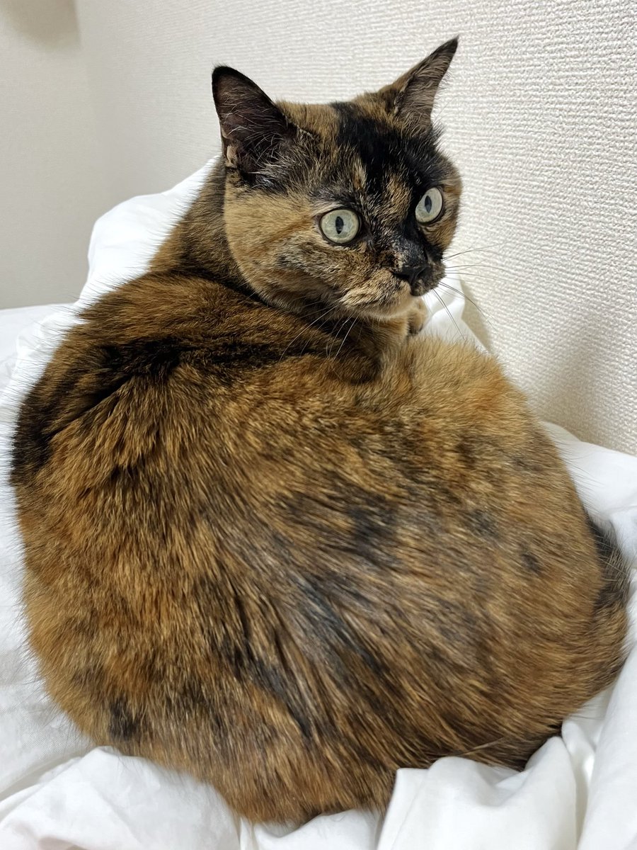 ゑびちな tweet media