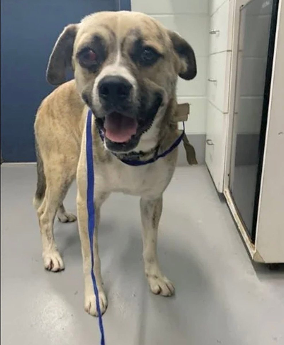 LisaBrabson's tweet image. KIRMIT #A387725 3yo
Little darling has injured, possibly fractured hind leg,abrasions &amp;amp; his eye has severe injury❤️‍🩹
We have got to get this baby the medical care he DESPERATELY needs before #CorpusChristiACS kills him
Plz #Pledge for medical rescue 🆘️ every $1 adds up #Texas