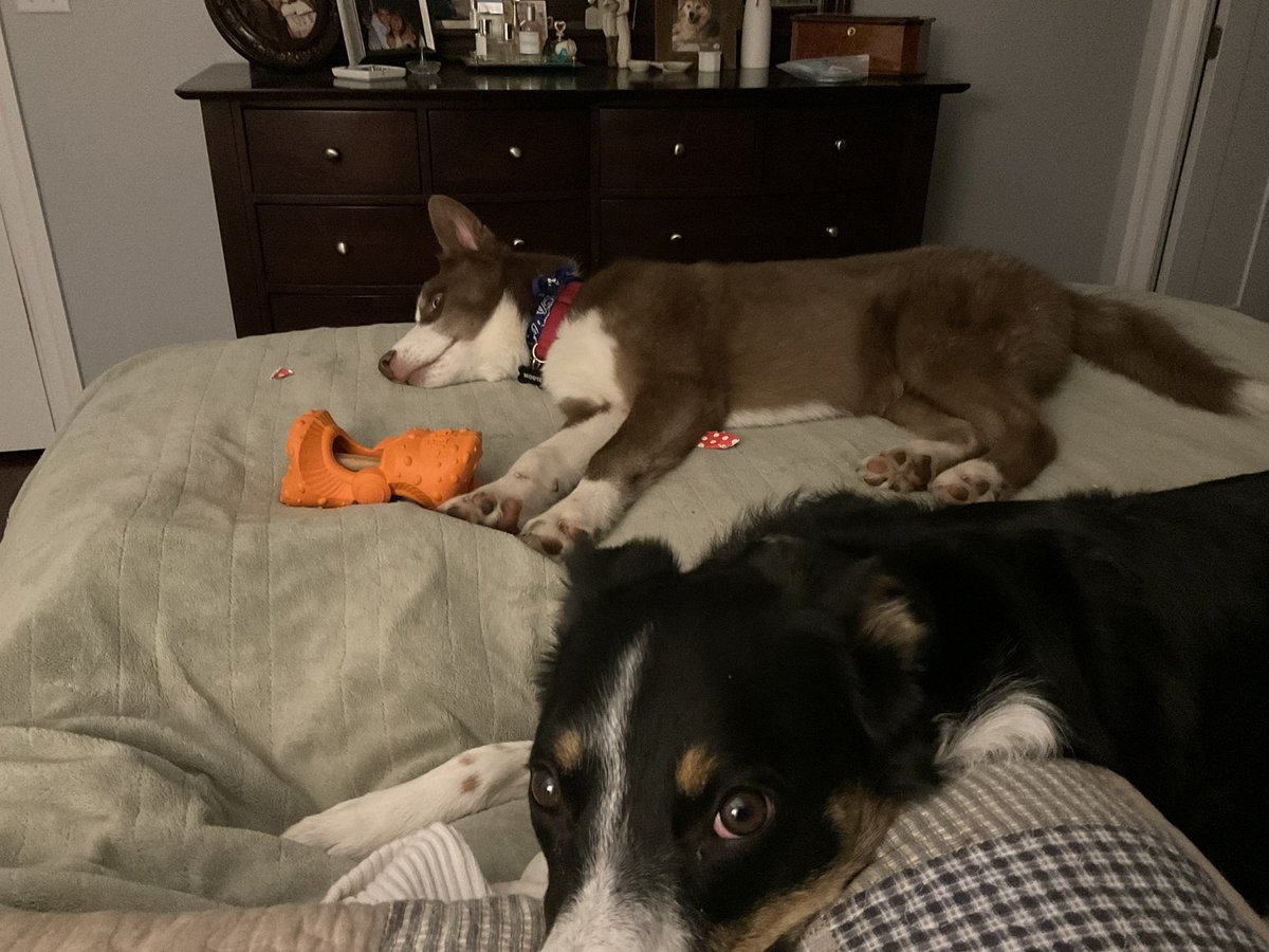 largescience's tweet image. Well, after two weeks Poppy decided that her new little brother Moose was kinda fun and could stay.  She allows him on the bed now. #Husky #FurBaby
