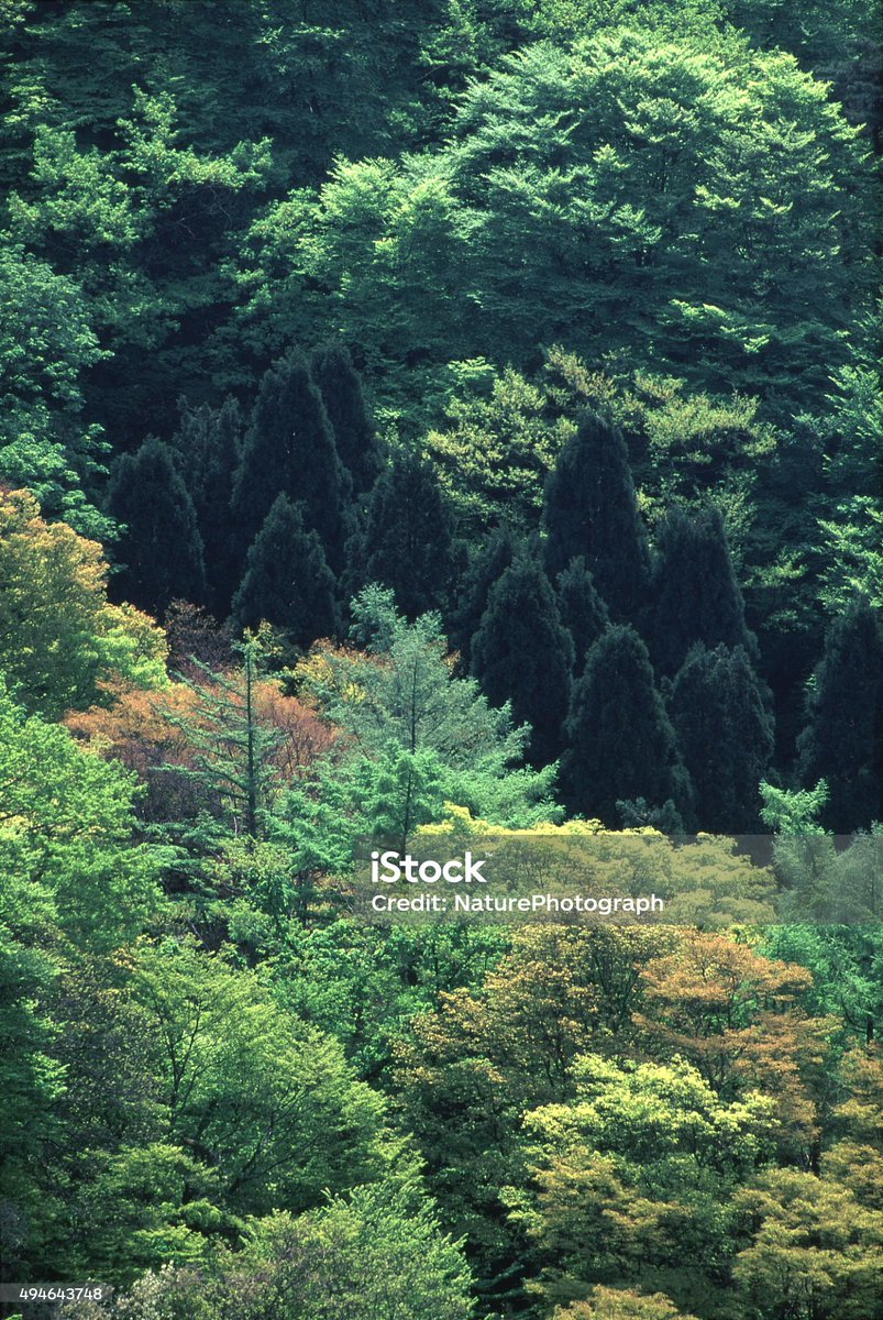 velvia100's tweet image. Spring mountain and fresh green
Fukui prefecture Ono city
istockphoto.com/jp/%E3%82%B9%E…
#nature #landscape #Japan