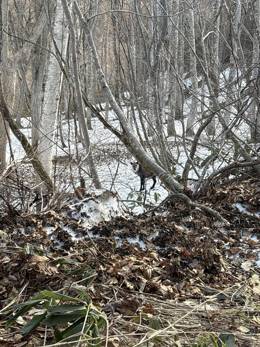 そういえば登ったとき朝に遭遇
帰り道はフェンスに引っかかってたな🦌