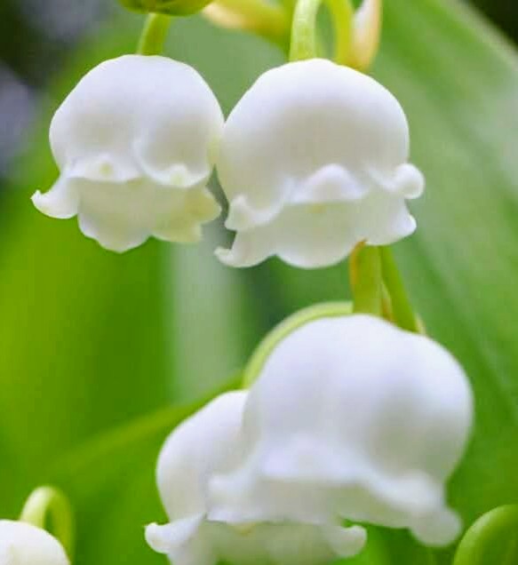 官兵衛君パパ tweet media