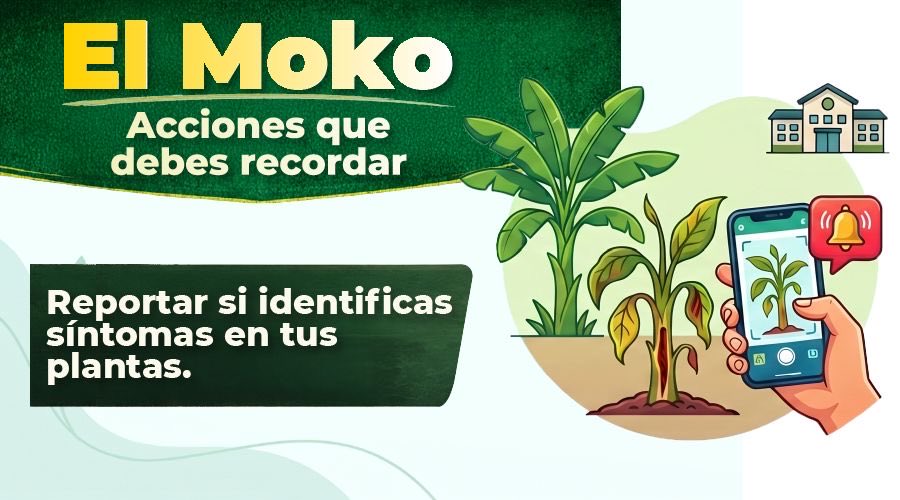 AgrocalidadEC's tweet photo. 🛡️#ProtegemosTusCultivos, pero también necesitamos tu ayuda.  🫱🏼‍🫲🏽

✅ Recuerda aplicar siempre las medidas de bioseguridad. 💪🏽 https://t.co/CvdcSXtF7H