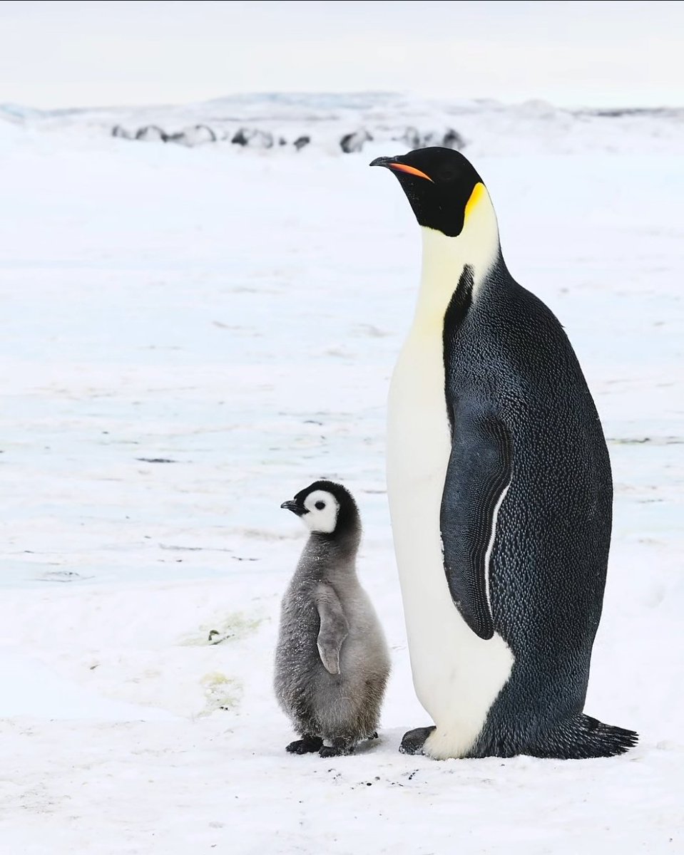 7th year: rin ✮ is in nirvana⭒˚.⋆ tweet media