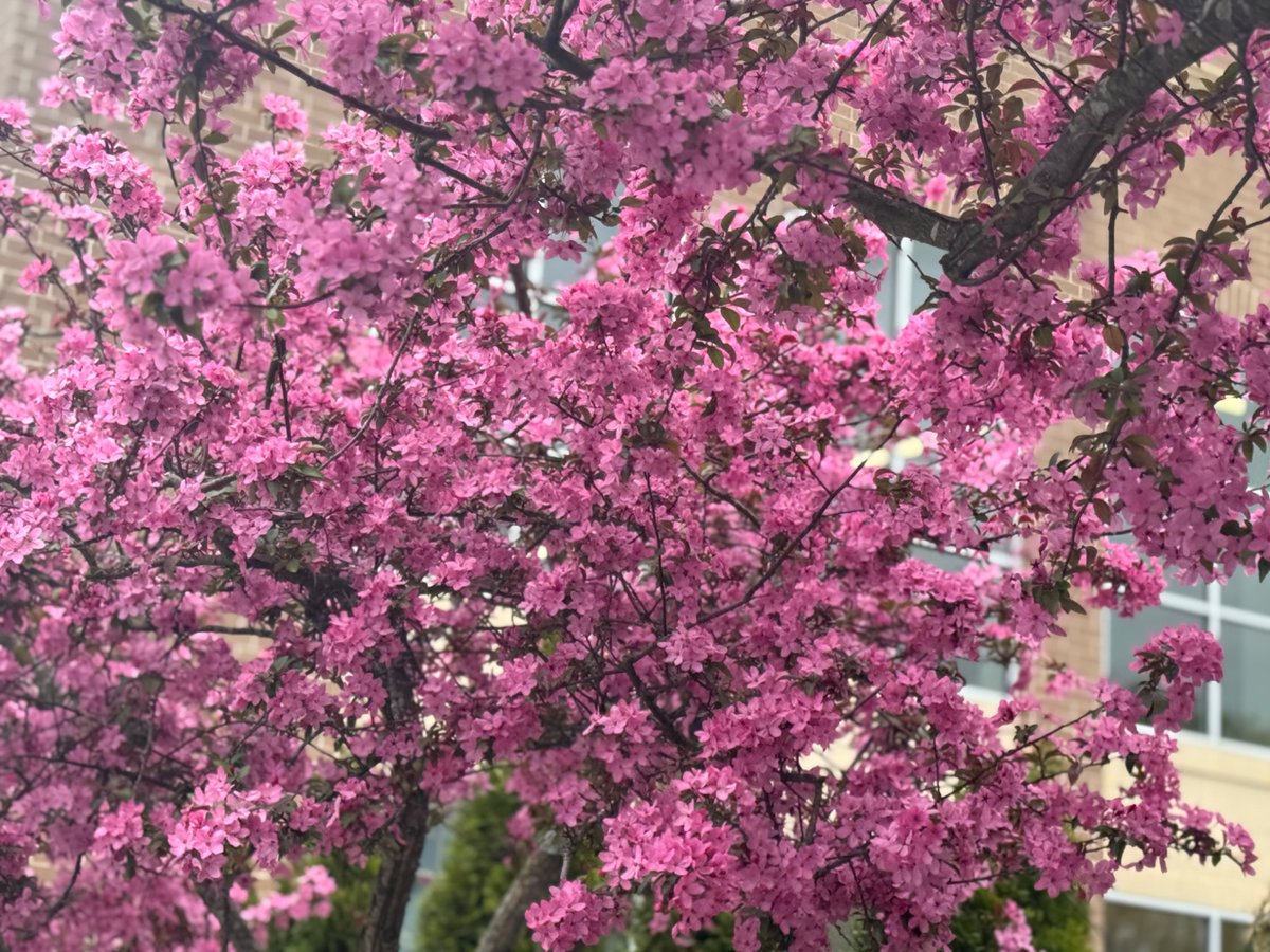 rory_ameliapond's tweet image. #spring 
#hope #inspiration