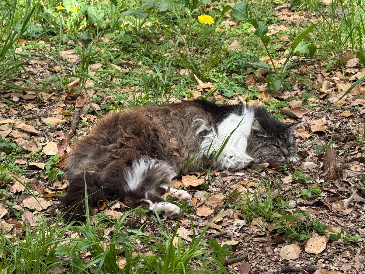 トト＠DQW tweet media