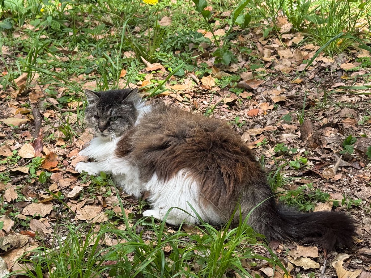 トト＠DQW tweet media