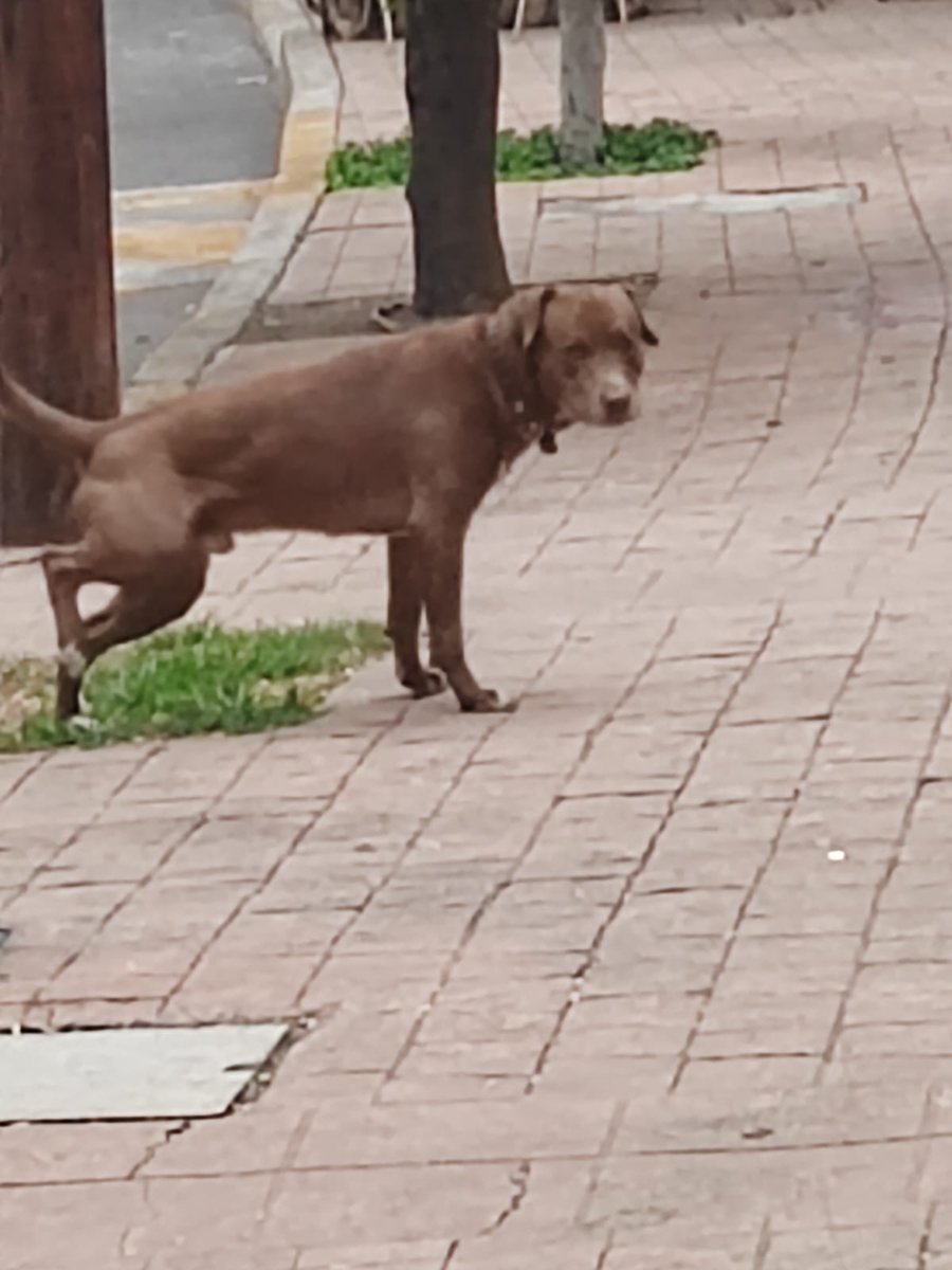 ColPeriodista1's tweet photo. @Gremlin4202 @LicAnimalista @PerdiDogsMx @difusionenred @taxianimalista @MHDMAS_ @Apoyo_Croqueton @HELA_MORE @PrrosPerdidosMX @Perrosenlacalle @Animales_CDMX @UPALmx @AlcaldiaMHmx @VecinosLomasSHP Visto en Colonia Periodista no se deja Agarrar https://t.co/IpQY6oCVxy