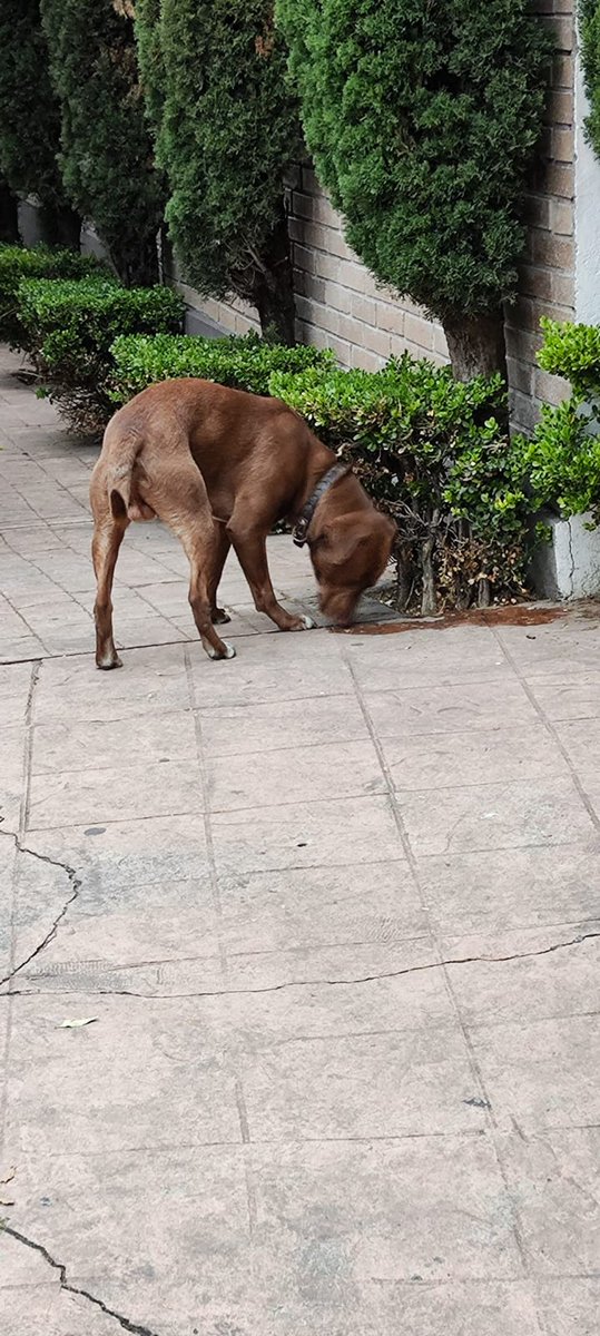ColPeriodista1's tweet photo. @Gremlin4202 @LicAnimalista @PerdiDogsMx @difusionenred @taxianimalista @MHDMAS_ @Apoyo_Croqueton @HELA_MORE @PrrosPerdidosMX @Perrosenlacalle @Animales_CDMX @UPALmx @AlcaldiaMHmx @VecinosLomasSHP Visto en Colonia Periodista no se deja Agarrar https://t.co/IpQY6oCVxy