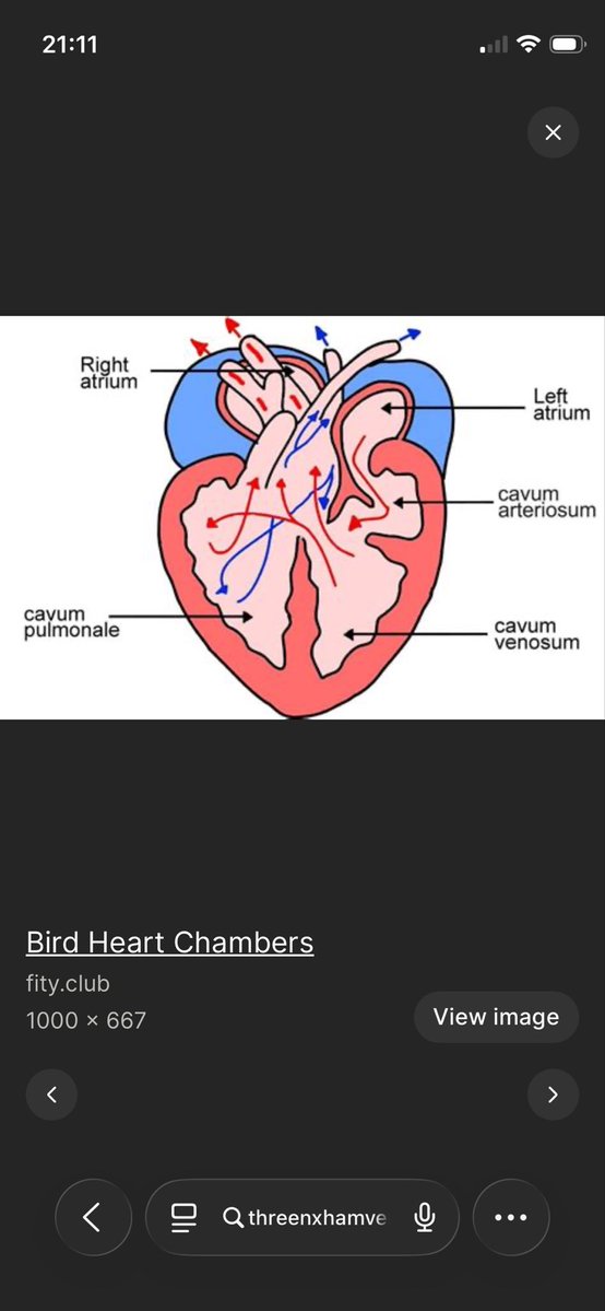 𝐼𝑣𝑜𝑟𝑦 ~ 𝑆𝐻𝐸𝐷𝑇𝑊𝑇 tweet media