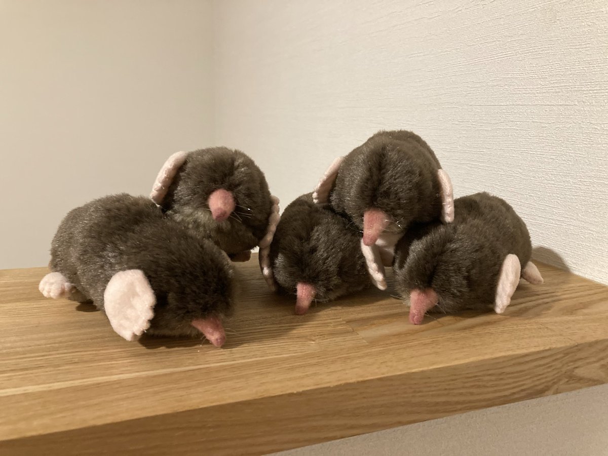 ちなきのこ🐾 tweet media