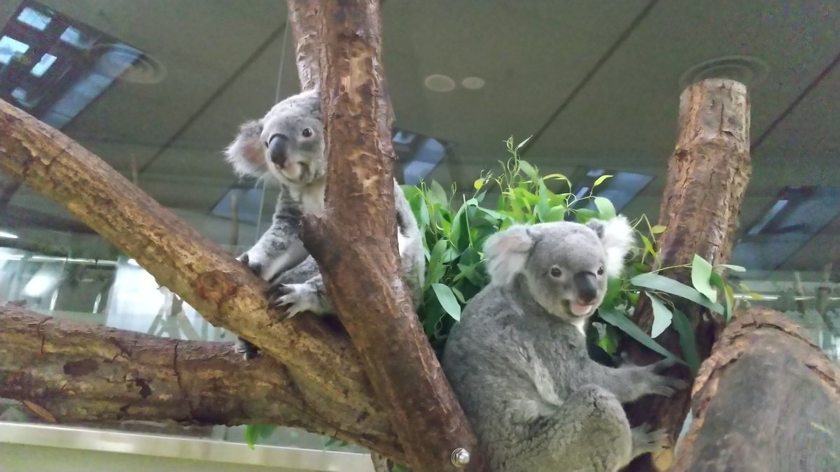 横浜市立金沢動物園【公式】 tweet media