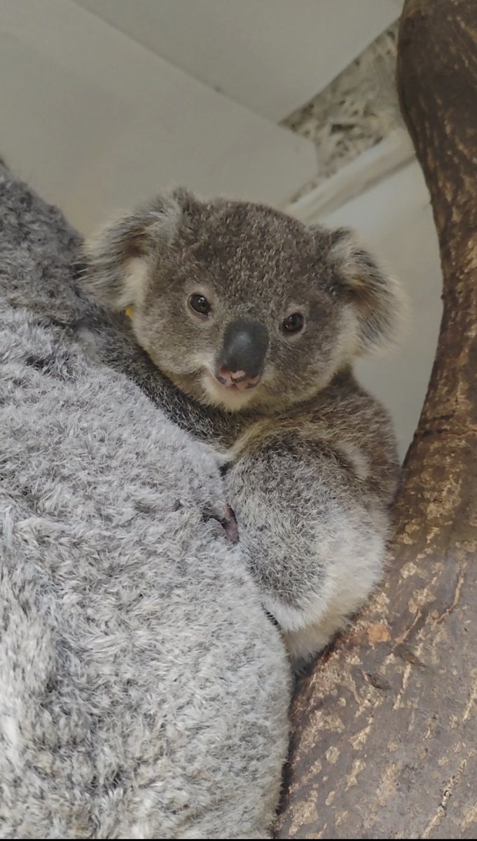 横浜市立金沢動物園【公式】 tweet media