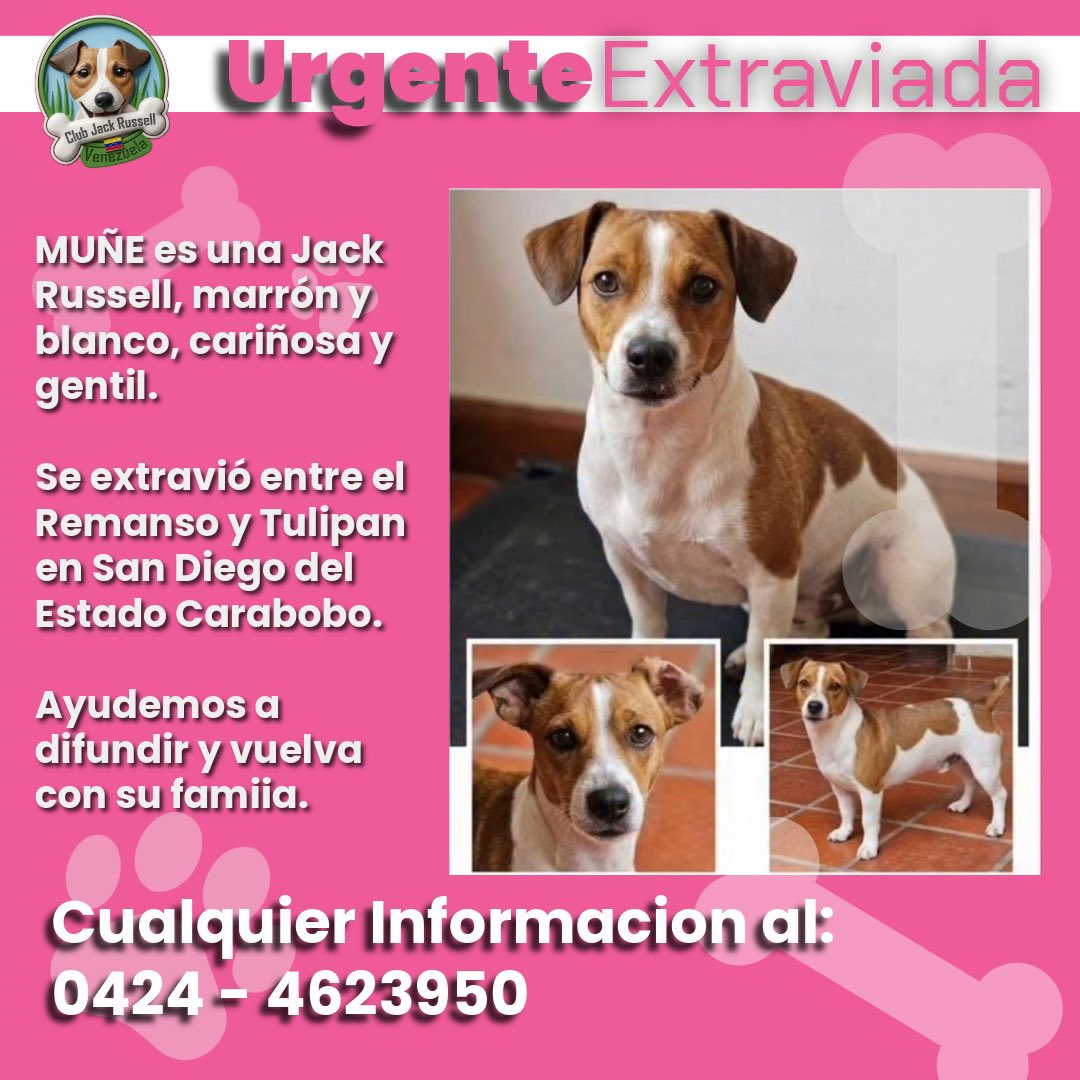 JackRussellVzla's tweet image. #Urgente #Extraviada
MUÑE es una #JackRussell, marrón y blanco, cariñosa y gentil.

Se extravió entre el Remanso y Tulipan en San Diego,
Estado #Carabobo.

#Ayuda a difundir y vuelva con su famiia.

Cualquier Informacion al:
0424 - 4623950