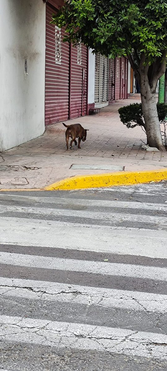 ColPeriodista1's tweet photo. @Gremlin4202 @LicAnimalista @PerdiDogsMx @difusionenred @taxianimalista @MHDMAS_ @Apoyo_Croqueton @HELA_MORE @PrrosPerdidosMX @Perrosenlacalle @Animales_CDMX @UPALmx @AlcaldiaMHmx @VecinosLomasSHP Perro perdido visto en Colonia Periodista trae collar. No se deja @LicAnimalista @PerdiDogsMx @difusionenred , @taxianimalista @MHDMAS_ @Apoyo_Croqueton @hela_more @PrrosPerdidosMX @Perrosenlacalle @Animales_CDMX @UPALmx @MHDMAS_ 
@VecinosLomasSHP https://t.co/K51aLnP1iF