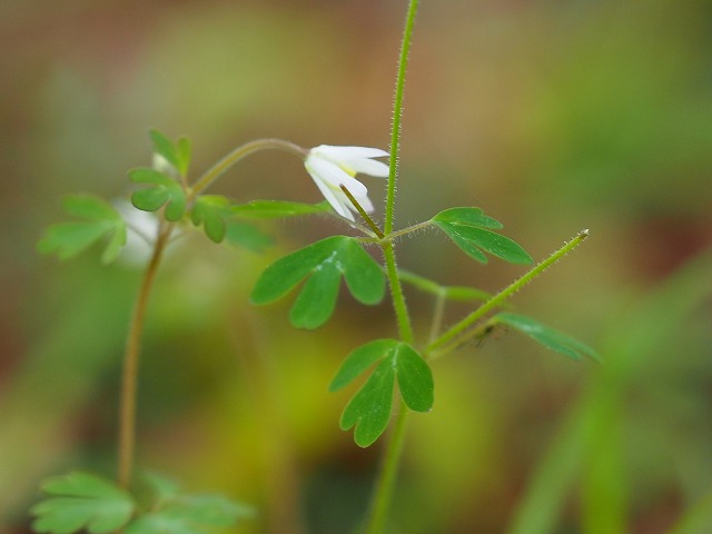 うつむいて咲く

ヒメウズ（姫烏頭）
学名　Semiaquilegia adoxoides

好きなので何度でも撮ってしまう
けれどなかなかその可憐さを
表現するのはむずかしい。。。

 #ヒメウズ #姫烏頭 
 #明石公園  #AkashiPark 
 #明石公園の野草 
 #野の花が好きな人と繋がりたい 
 #TLを花でいっぱいにしよう