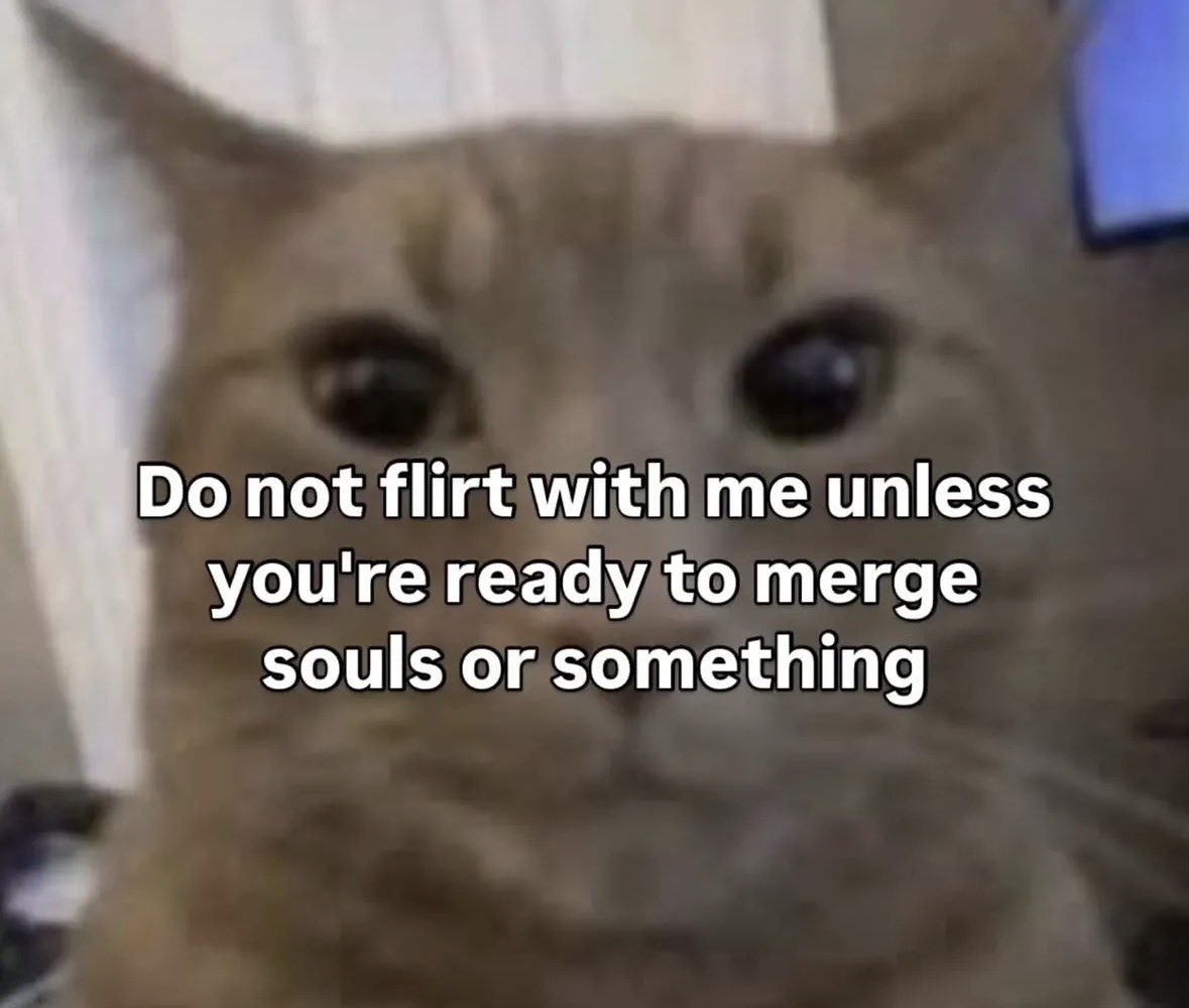 LiterallyMeCats tweet media