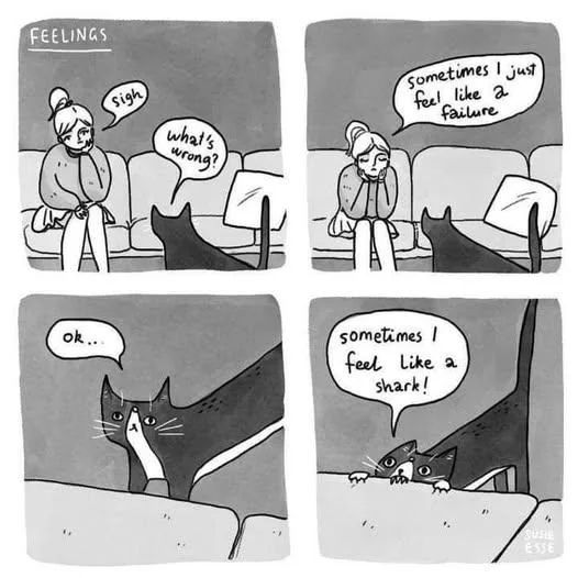 Cat TikToks tweet media