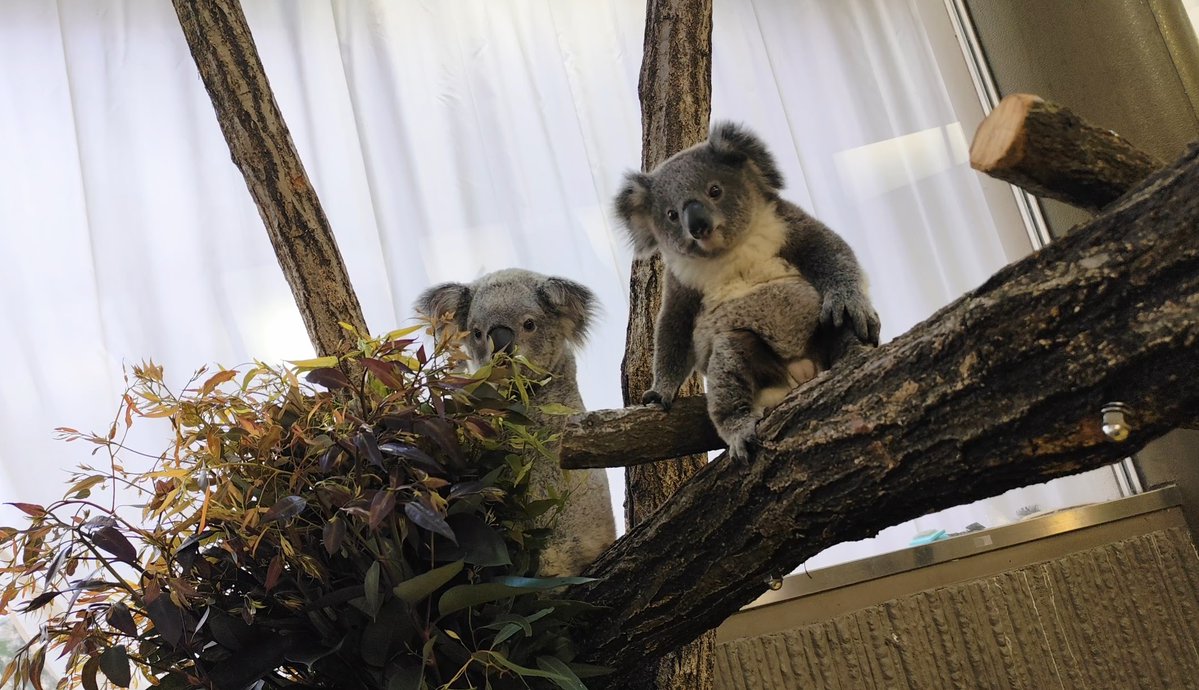 横浜市立金沢動物園【公式】 tweet media