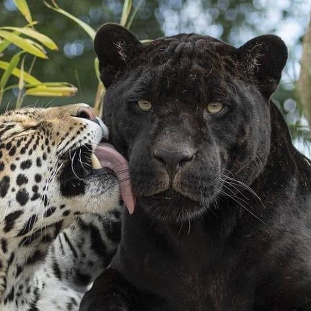 A N I M A L S (@_animals_1) on Twitter photo 