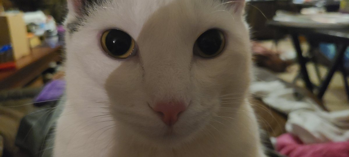 catbed shift started late today