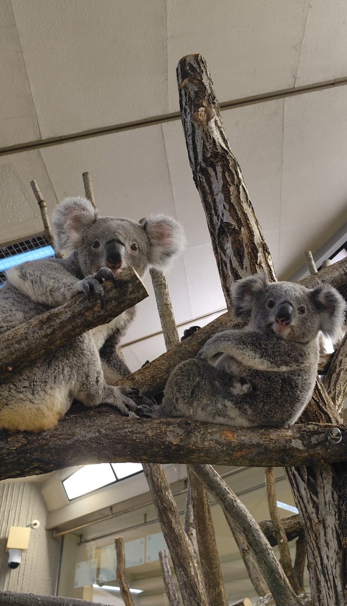 横浜市立金沢動物園【公式】 tweet media