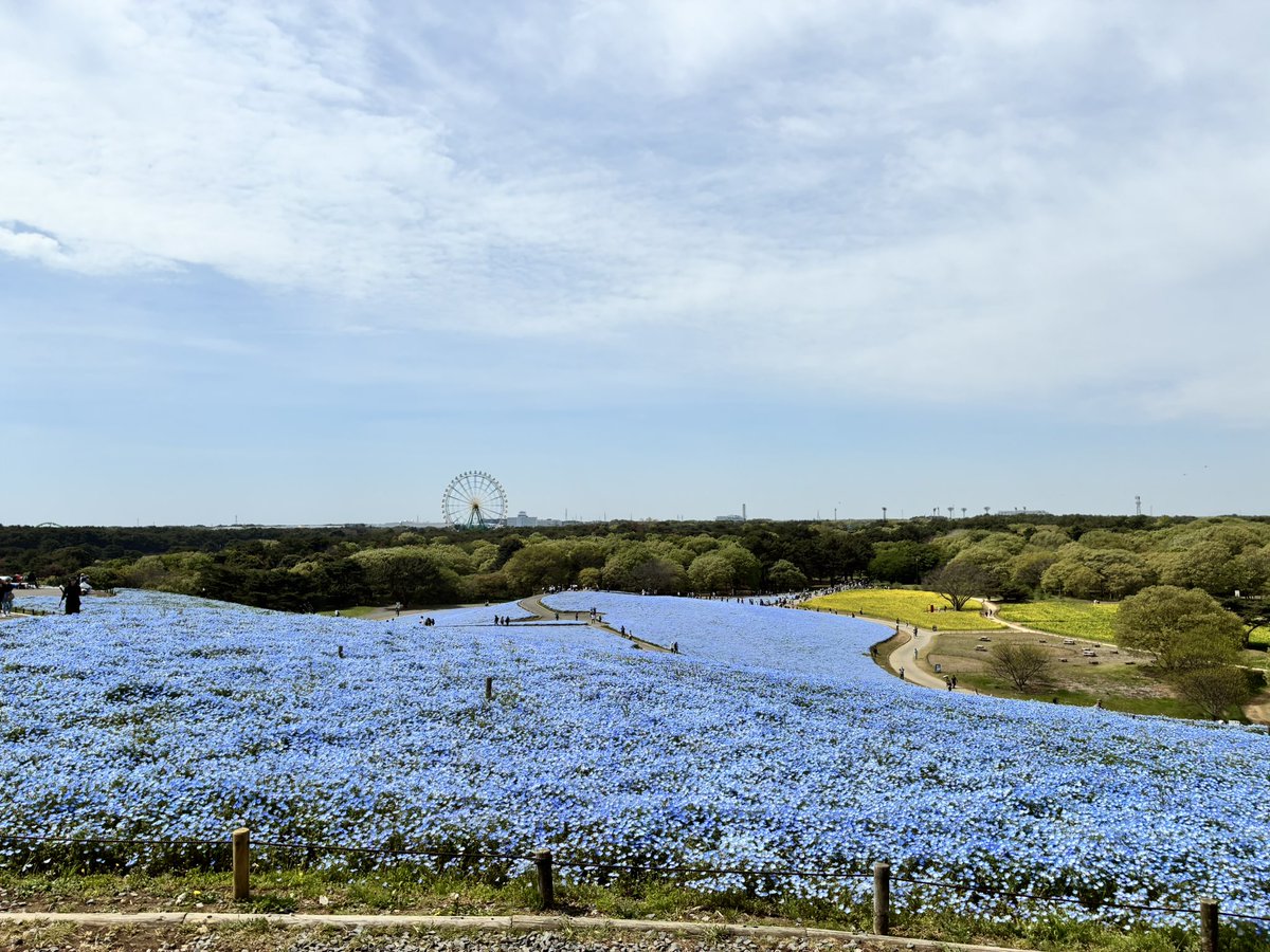Aikawa_15_'s tweet photo. 本当は無人の所を自分1人歩いている写真を撮ろうと、一番最初に並んで開園ダッシュしたものの、周りの体力に負けあえなく撃沈😇
でも、いい写真沢山撮れた📸

 #国営ひたち海浜公園
 #ネモフィラ https://t.co/bqlOS9ncdR