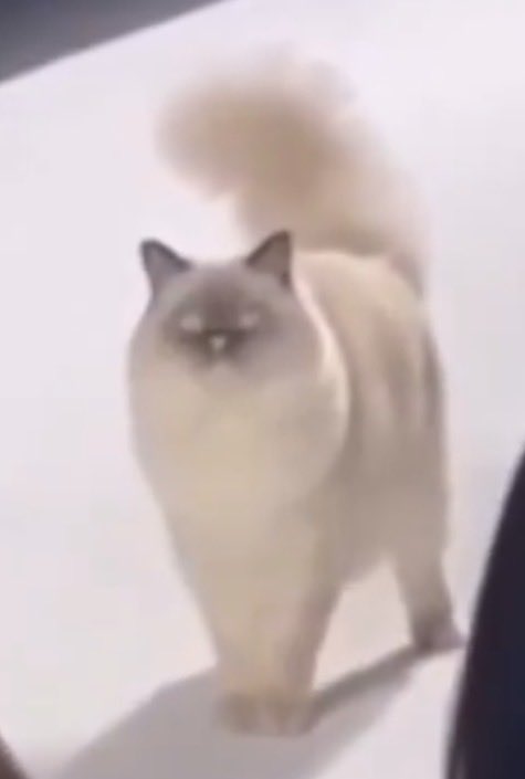 Diego Versali 🎬 tweet media