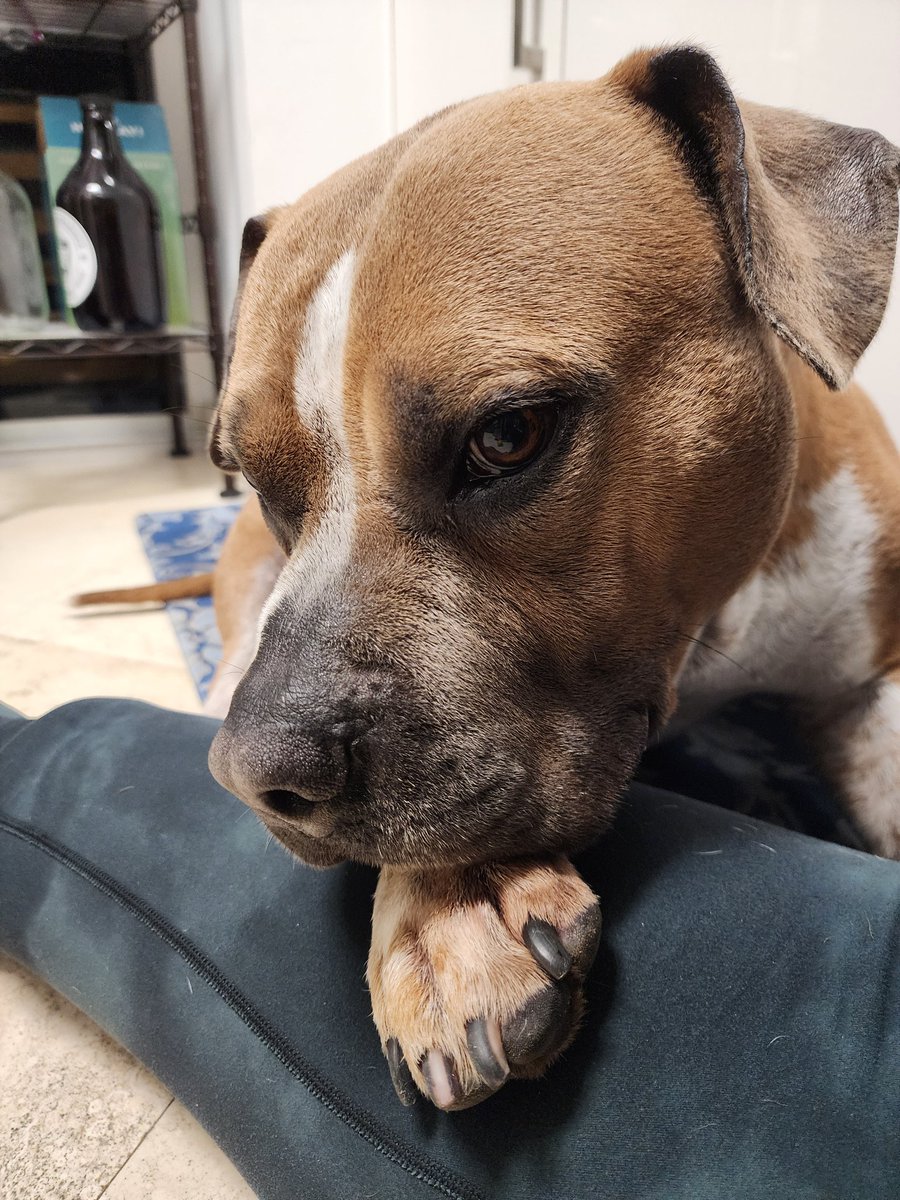 Kalina Ryu tweet media