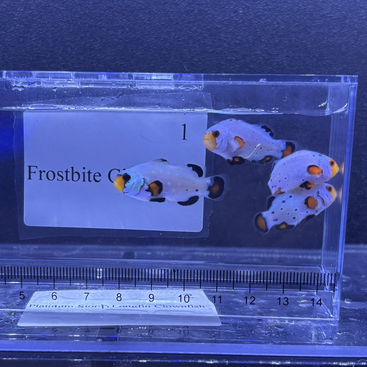 おはようございます☀️

本日も13時半から営業致します‼️

皆様のご来店心よりお待ちしております🙇‍♀️🙇‍♂️✨️