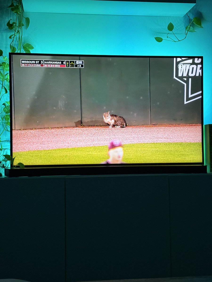 HotWingKilla's tweet photo. Bobcat 🚫
Baum Cat ✅ https://t.co/UP4QEdV98d
