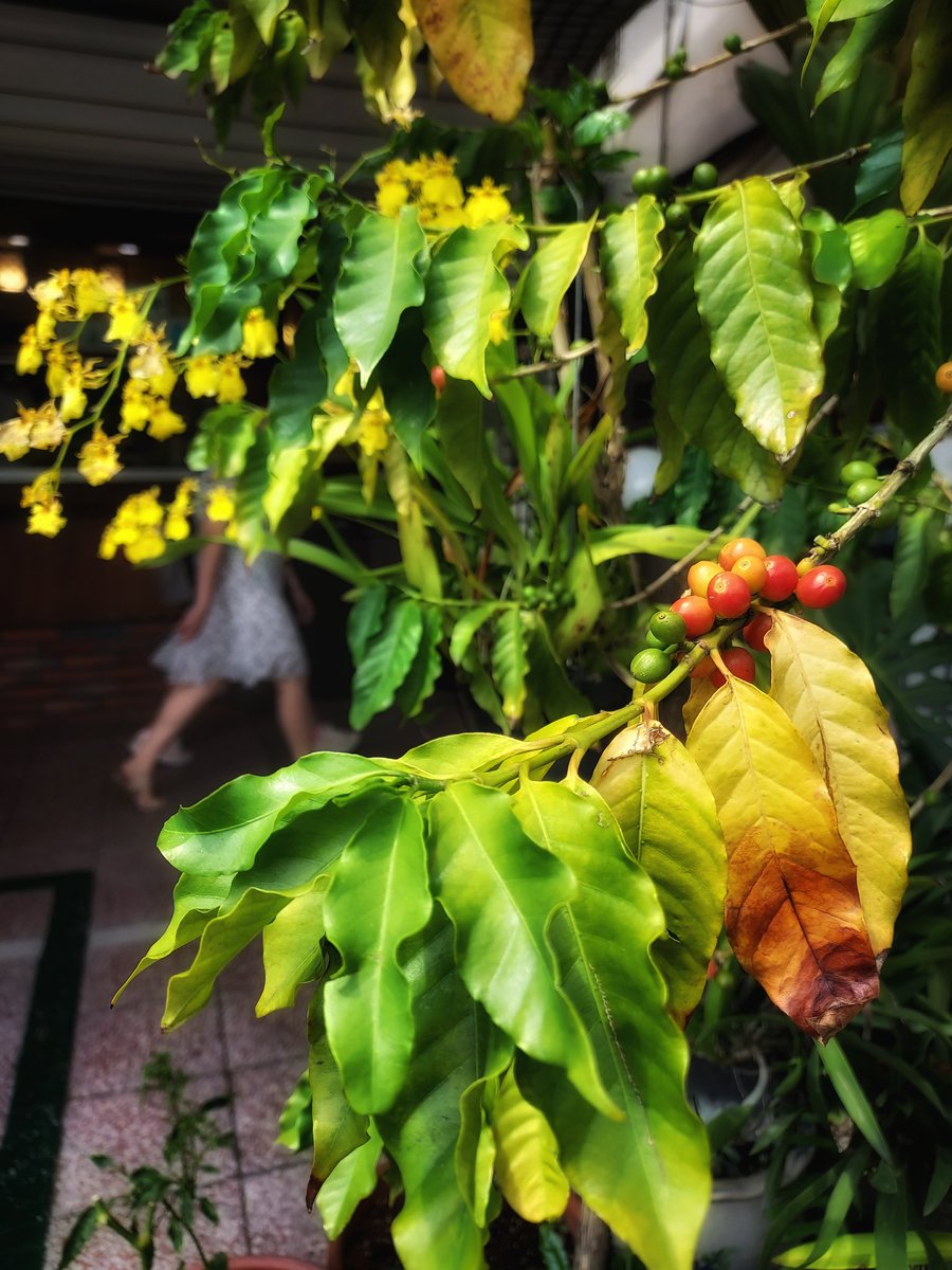 ckckforeskin's tweet photo. コーヒーチェリー
#AsianEmergingPhoto #Taiwan #plants #orchids #coffeetree #streetphotography #LightAndShadow
©️skinskin https://t.co/zQ5qC0dAAq