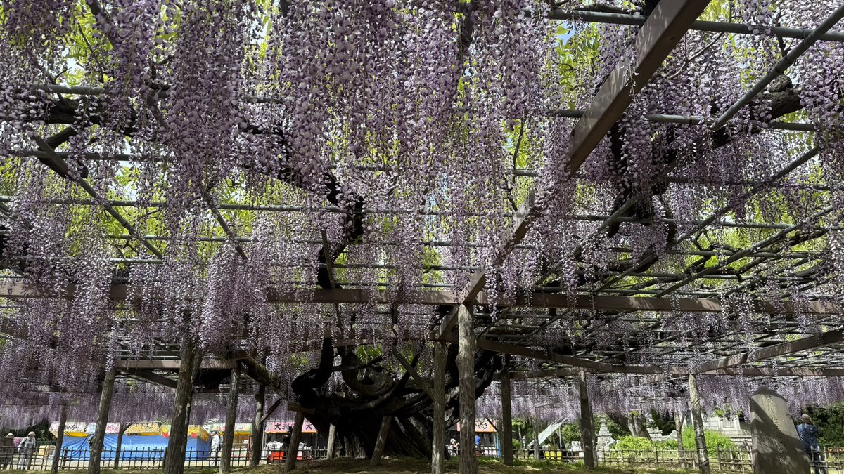 kuki621's tweet photo. 玉敷神社の大藤 https://t.co/4WDSEssKOF