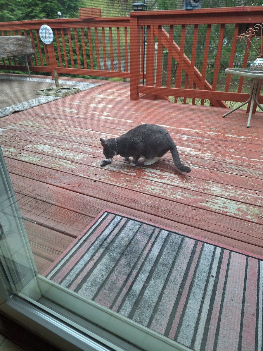TJJinx85's tweet photo. @catturd2 My cat is prettier eating a mouse. https://t.co/ZdT3SFRR4U