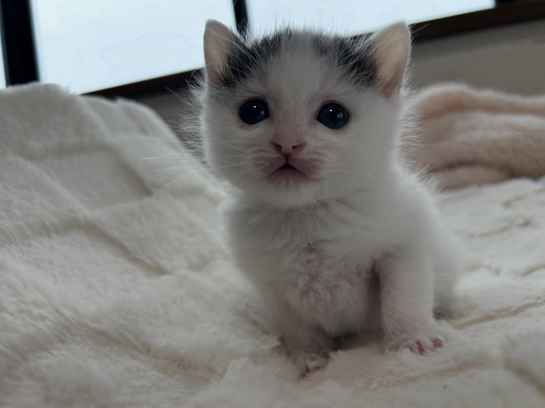 Cat 🐈 tweet media