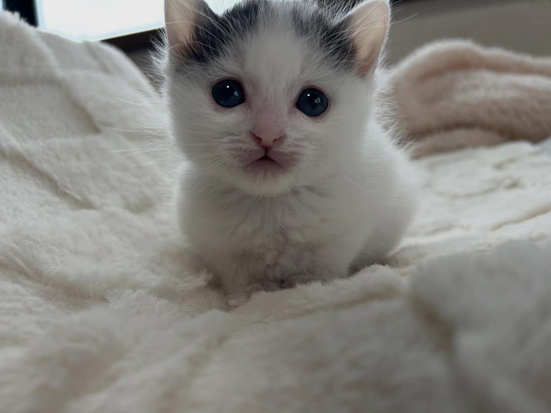 Cat 🐈 tweet media