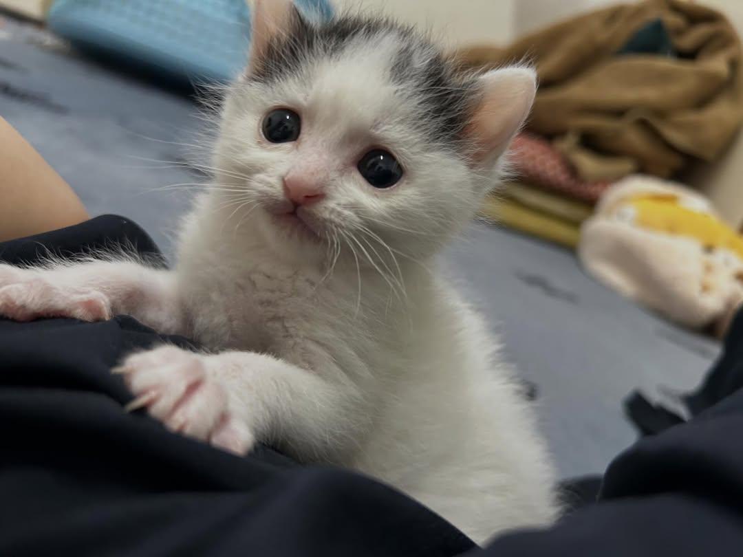 Cat 🐈 tweet media