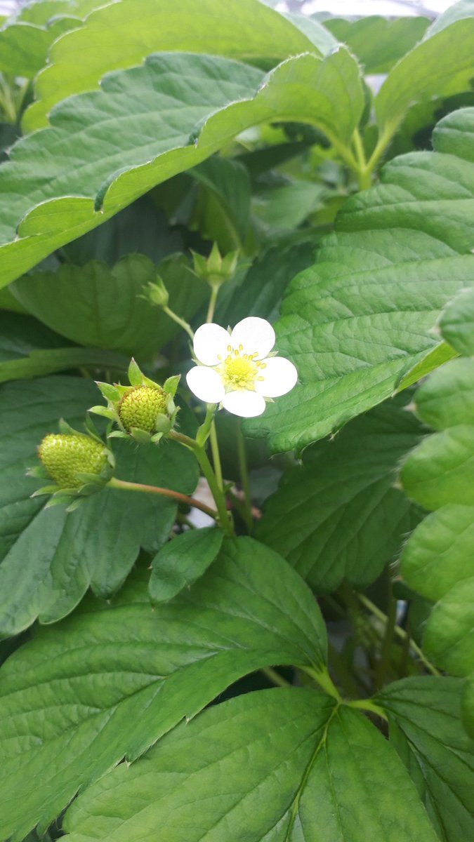 ヒロシ&匿名キーボー🎹 tweet media