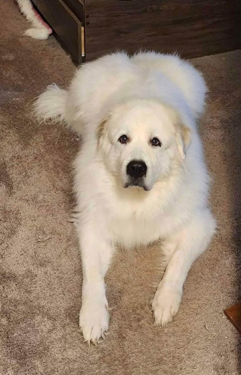 RevaliTheBerner tweet media