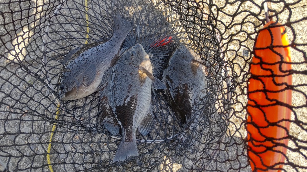 けんた@kentagonfishing tweet media