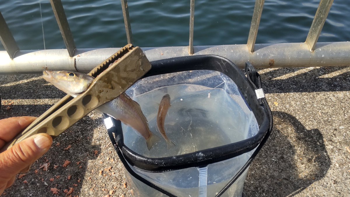 けんた@kentagonfishing tweet media